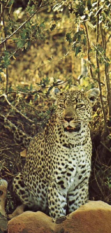  Misstanksamt and furiost am guarding leoparden sits loot